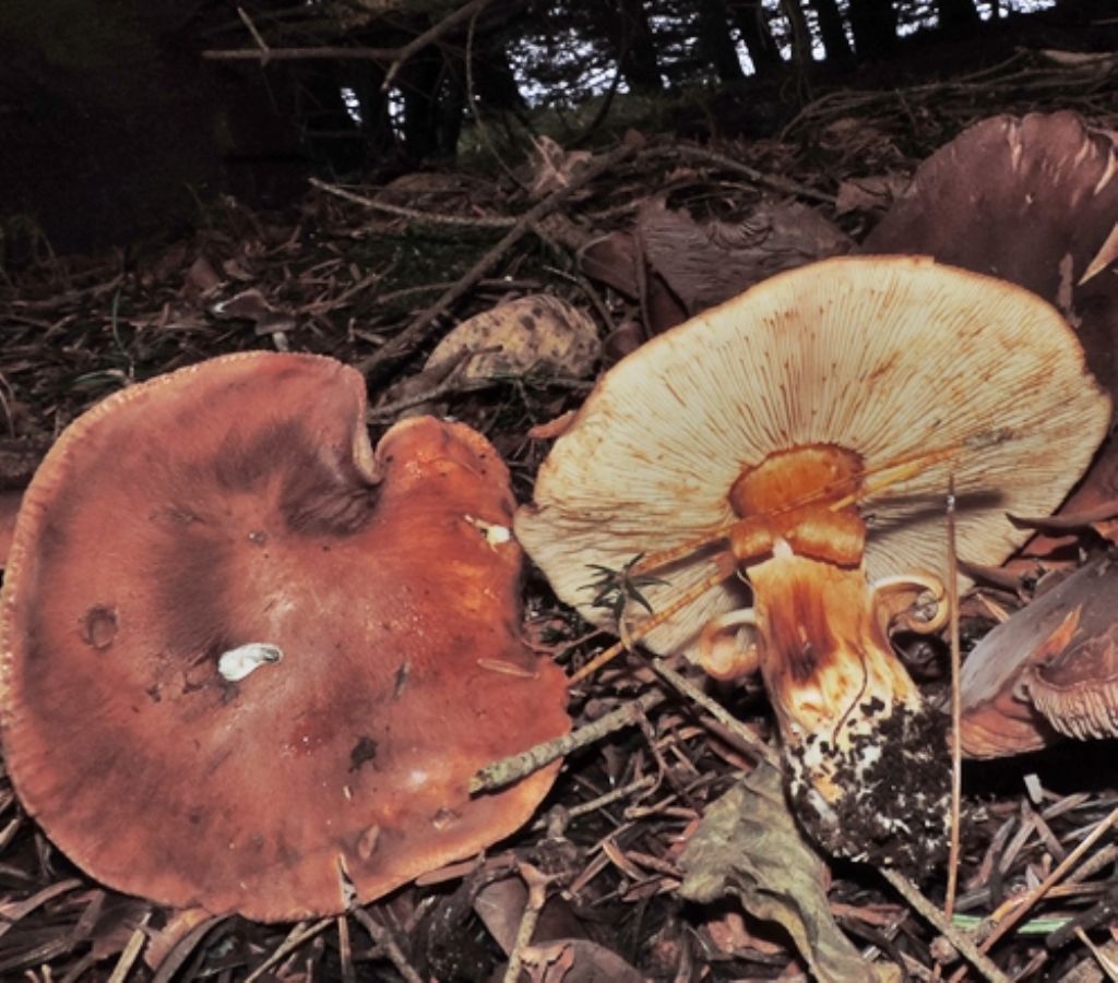 Funghi di novembre 12:  cfr. Tricholoma pessundatum